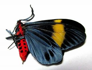 004 Moths: Zygaenidae species? 26.  5mm 2