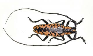Cerambycidae Prioninae Rare Xxl A1 Deliathis Batesi Mexico Male 42mm