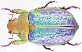 Insect - Rutelidae Chrysina Victorina (purple) - Mexico - Female 37mm.