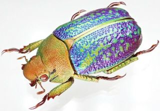 Insect - RUTELIDAE Chrysina victorina (Purple) - Mexico - Female 37mm. 2