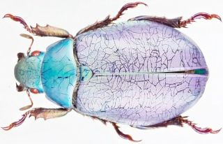 Insect - Rutelidae Chrysina Erubescens (purple) - Mexico - Female 35mm.