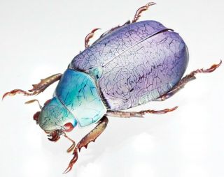 Insect - RUTELIDAE Chrysina erubescens (Purple) - Mexico - Female 35mm. 2