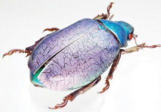 Insect - RUTELIDAE Chrysina erubescens (Purple) - Mexico - Female 35mm. 3