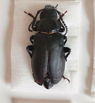 Cerambycidae Prioninae Sp From Sanming Fujian China No.  6142 Only One