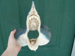 (sj250 - 402) 9 - 1/4 " Mako Shortfin Full Taxidermy Shark Jaw Head Skin Tongue Teeth