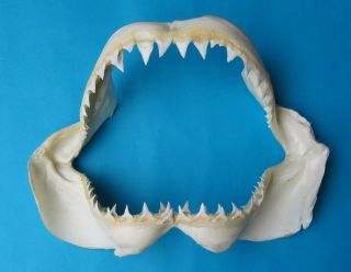 15 1/2 " Great White Shark Jaw Mouth Teeth Taxidermy For Scientific Study Sd - 416