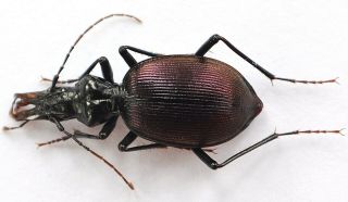 Carabidae,  Neocychrus: Scaphinotus Angulatus,  Extremely Rare Beetle,  Only One