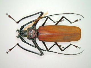 Cerambycidae - Macrophysis Luzona 107mm,  Monster Size From Philippines Kj086