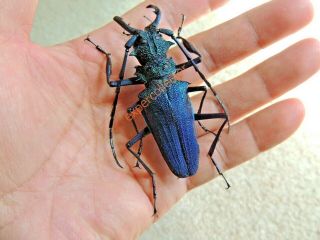 Cerambycidae - Psalidognathus Ssp 73mm Blue Green Purple,  Amazonas Brazil Kw432