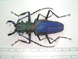 Cerambycidae - Psalidognathus ssp 73mm BLUE GREEN PURPLE,  Amazonas Brazil KW432 3