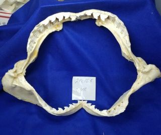 Xxxl Tiger Shark Jaws 24w×16.  5 T Taxidermy Mount Skeleton Real Bone Skull Tooth
