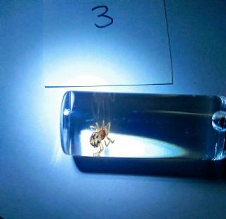 Custom Order 4 Black Widow Spiders Preserved In Glass Vials Real Venomous Spider