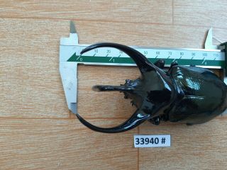 VietNam beetle Chalcosoma caucasus 120mm,  33940 pls check photo (A1) 4