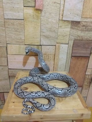 100 Real Phyton Snake Statue Taxidermy_7