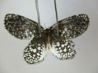 M8945.  Unmounted Butterflies: Small Moth Sp.  South Vietnam.