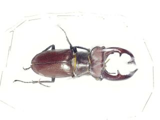 Lucanidae Lucanus Elaphus 57.  4mm,  Indiana Elephant Stag Beetle Insect 1