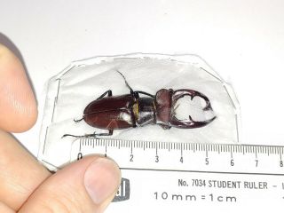 Lucanidae Lucanus elaphus 57.  4mm,  Indiana Elephant Stag Beetle Insect 1 3