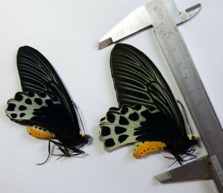 Rare Papilio : Atrophaneura Sycorax 1 Pair,  Sumatra,  Indonesia,  Unmounted