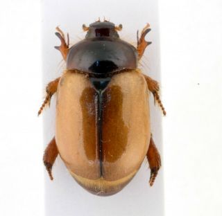 Coleoptera Beetles Dynastidae Calicnemis Latreillei F