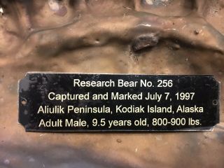 Incredible Bronze Life Size Imprint Kodiak Bear Paw - Research Bear 256,  Alaska 8