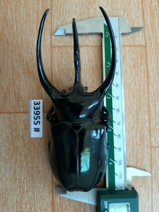 VietNam beetle Chalcosoma caucasus 122mm,  33955 pls check photo (A1) 2