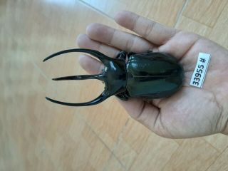 VietNam beetle Chalcosoma caucasus 122mm,  33955 pls check photo (A1) 4