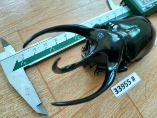 VietNam beetle Chalcosoma caucasus 122mm,  33955 pls check photo (A1) 6