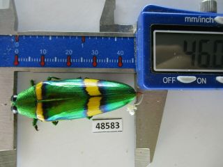 48583 Buprestidae,  Chrysochroa Sp?.  Vietnam South
