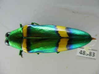 48583 Buprestidae,  Chrysochroa sp?.  Vietnam South 2