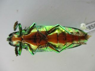 48583 Buprestidae,  Chrysochroa sp?.  Vietnam South 3