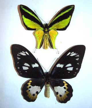 Ornithoptera Meridionalis - Unmounted Pair