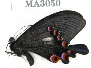 Butterfly.  Papilio Syfanius Ssp.  China,  Yunnan,  Lijiang,  W Yunlong.  1m.  Ma3050.