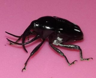 Coleoptera/curculionidae/weevils Beatle Top Rare Real Elephant Mimicry From Peru