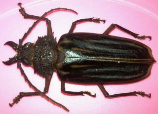 Cerambycidae/prioninae Macrodontia Itayensis Male Loreto - Peru