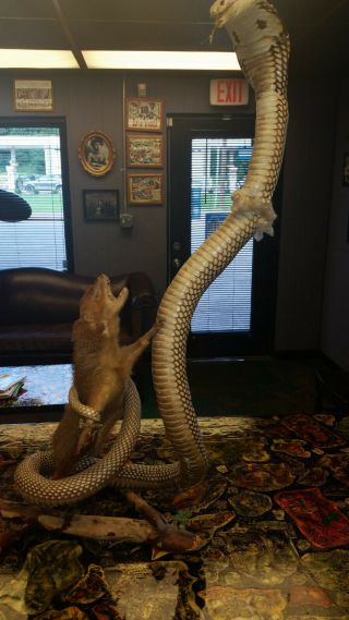 Rare Cobra And Mongoose Fighting Taxidermy
