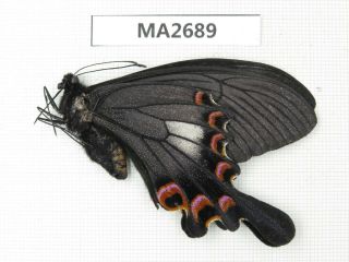 Butterfly.  Papilio Syfanius Ssp.  China,  Yunnan,  S Xiangerila.  1f.  Ma2689.