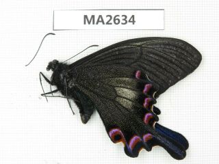 Butterfly.  Papilio Syfanius Ssp.  China,  Yunnan,  Mt.  Meilixueshan.  1m.  Ma2634.