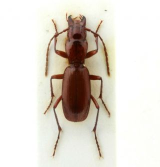 Coleoptera Beetles Carabidae Speomolops Sardous