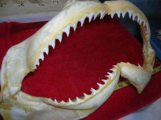15 3/4 " Bull Shark Jaw Teeth Taxidermy Sharks Jaws Tooth Mount Fish