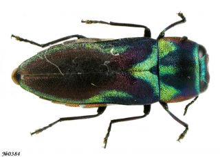 Coleoptera Buprestidae Gen.  Sp.  N.  Thailand 7mm