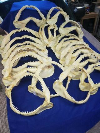 21,  4=25 Blacktip Shark Jaws 10.  5 " To 17 " Skull Skeleton Real Bone