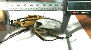 Goliathus cacicus Large Male 88,  mm - Cote d`Ivoire 8