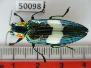 50098 Buprestidae,  Chrysochroa Sp?.  Vietnam South
