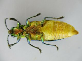 50098 Buprestidae,  Chrysochroa sp?.  Vietnam South 2
