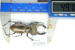 B18865 - Lucanus Pulchellus??? Ps.  Beetles – Insects Yen Bai Vietnam 49mm