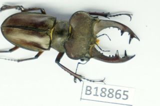 B18865 - Lucanus pulchellus??? ps.  beetles – insects YEN BAI vietnam 49MM 2