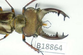 B18864 - Lucanus Pulchellus??? Ps.  Beetles – Insects Yen Bai Vietnam 50mm