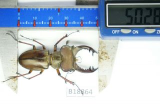 B18864 - Lucanus pulchellus??? ps.  beetles – insects YEN BAI vietnam 50MM 2