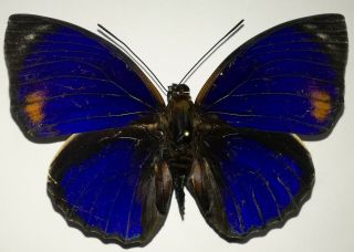 Lepidoptera/charaxinae Agrias Phalcidon Excelsior F Jupiter Male N° 2 Brasil