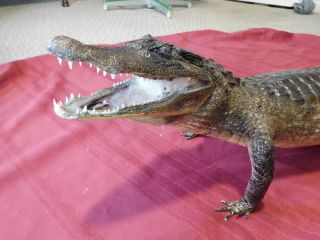 Taxidermy Full Body Mount Alligator Gator Stuffed Mounted 4 Feet Long